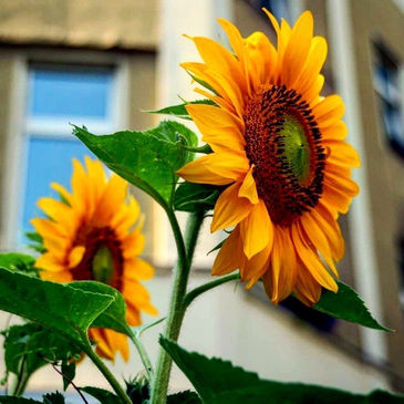 sunflowers.jpg