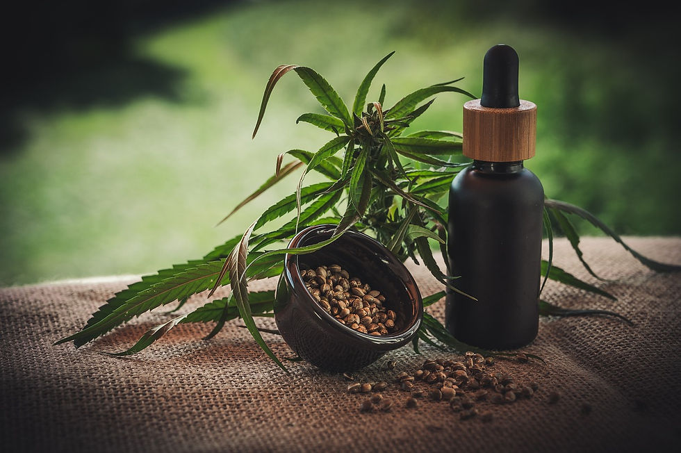 óleo de cannabis ao lado de uma planta e sementes de cannabis