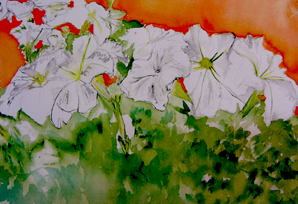 Morning Glories