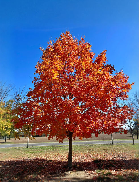 maple tree in the fall