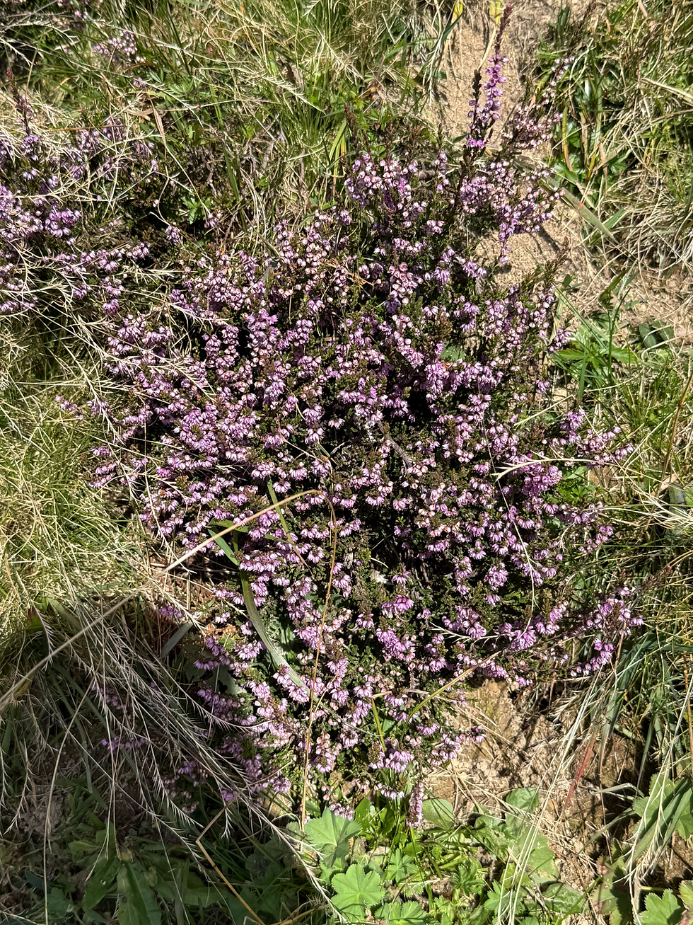 I think this is heather. It’s everywhere and so pretty