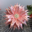 Thumbnail: Pink and Pearls