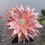 Thumbnail: Pink and Pearls