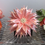 Thumbnail: Pink and Pearls