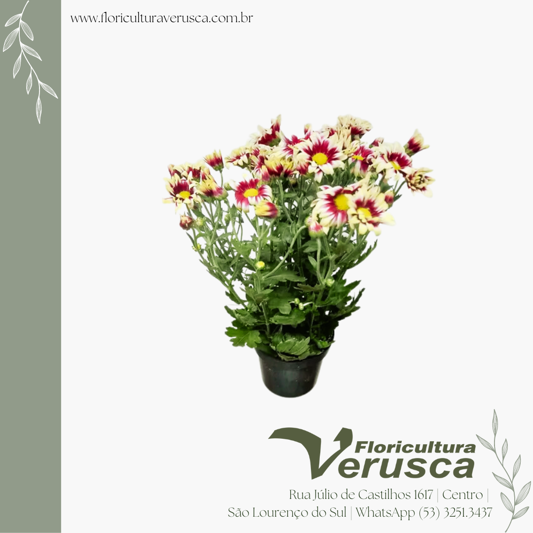 Crisantemo midi-vaso