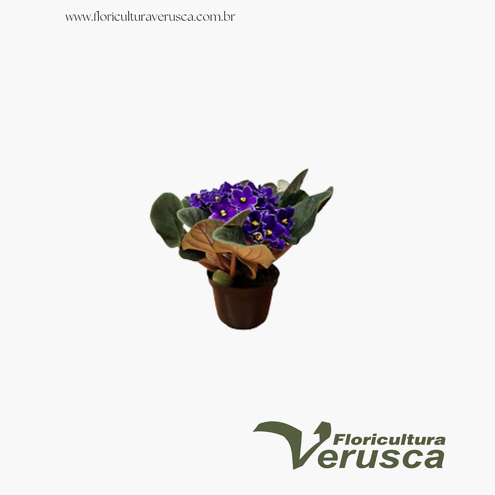 Miniatura: Violetas
