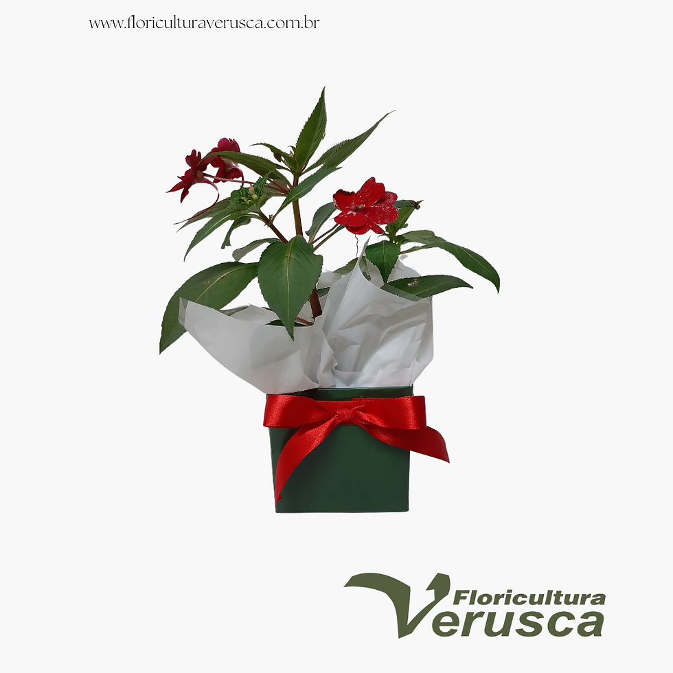 Maria sem vergonha arrumada