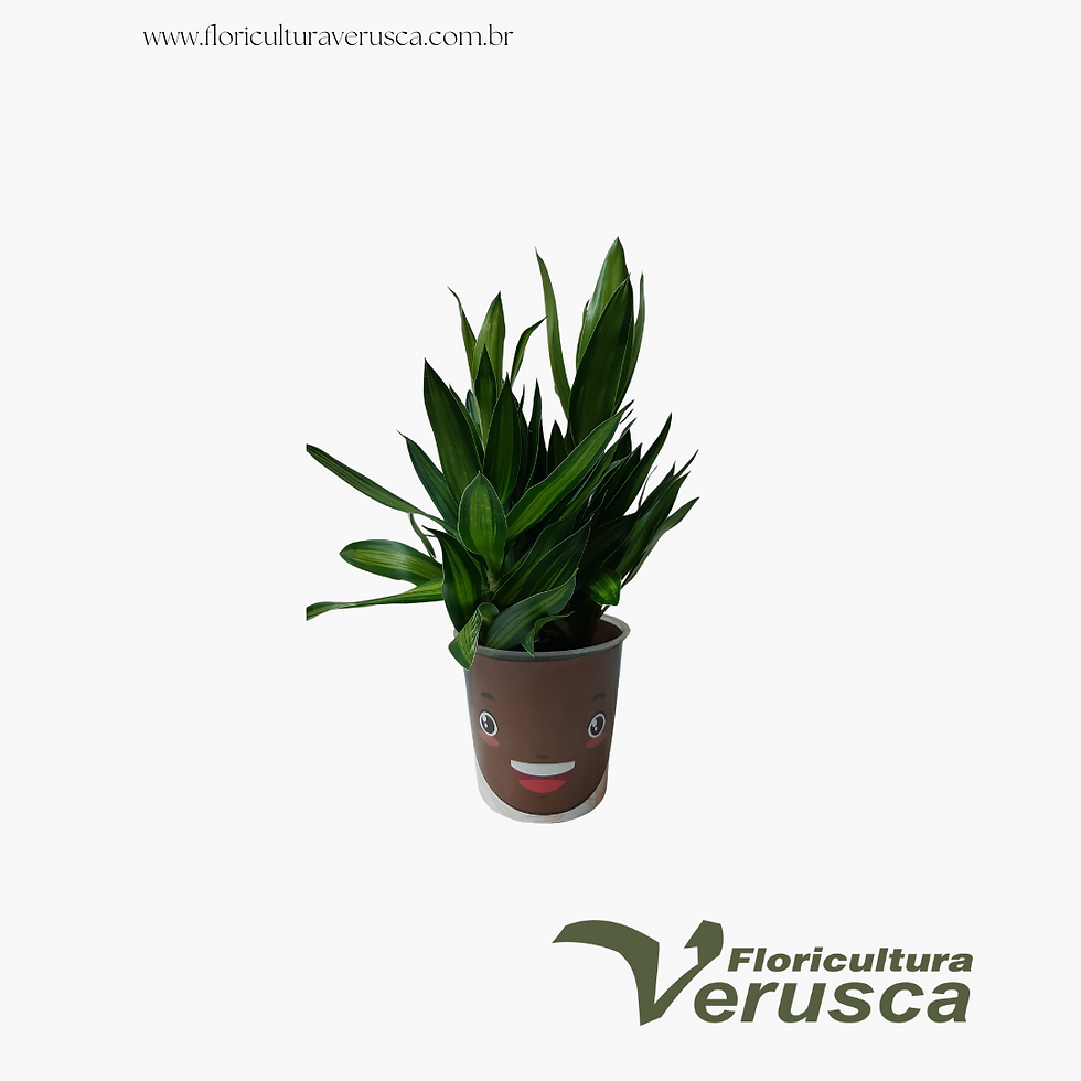 Miniatura: Dracena