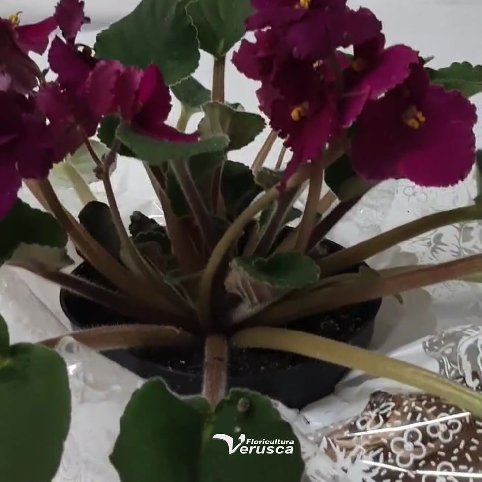 Miniatura: Violeta arrumada