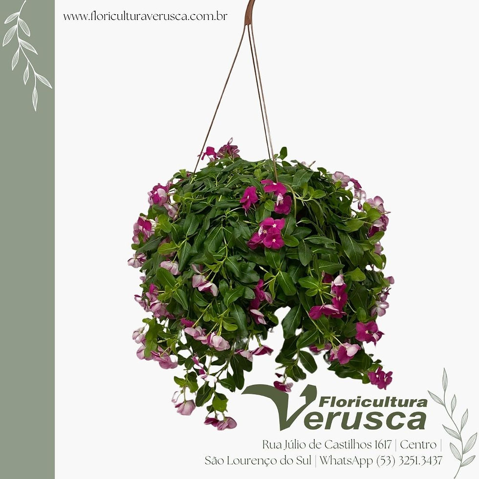 Miniatura: Pervinca Cuia