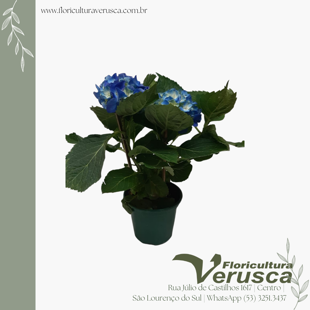 Hortencia