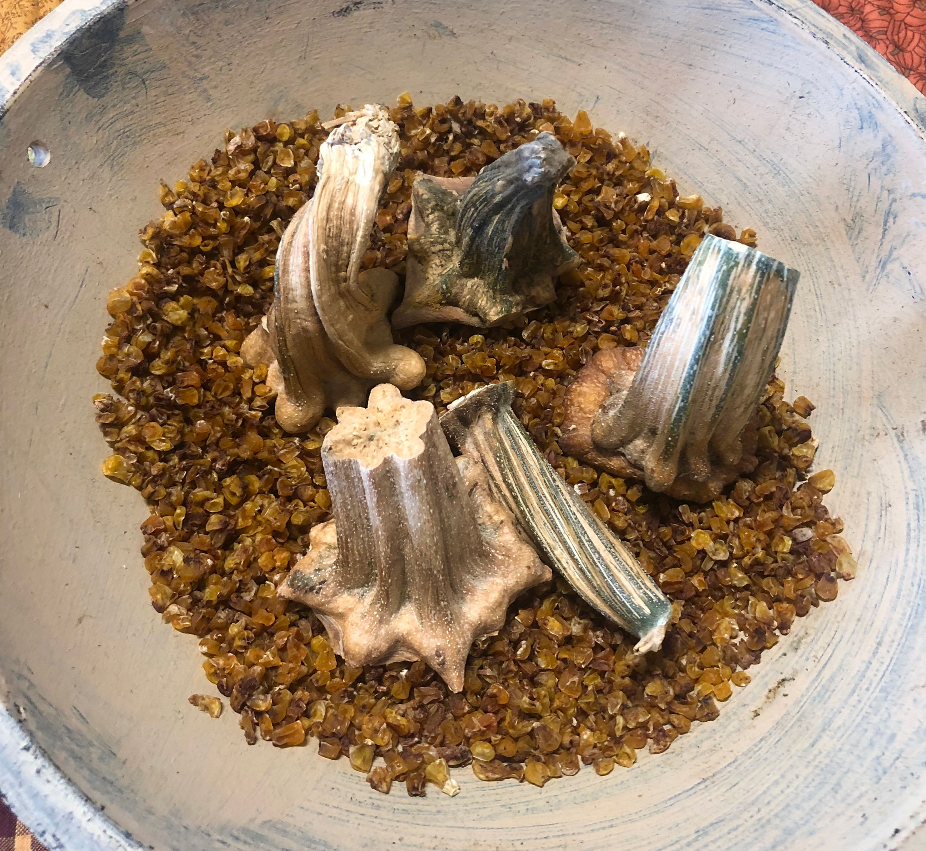 NEW!  "Cottonwood House Dried Pumpkin Stems" Set C