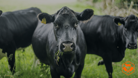 The Advantages of Pasture-Raised and Grain-Finished Beef: A Rancher’s Perspective
