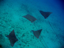 Arraias - Fernando de Noronha