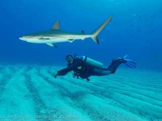 Sobre o "ataque de tubarão" ao turista paranaense em Fernando de Noronha...