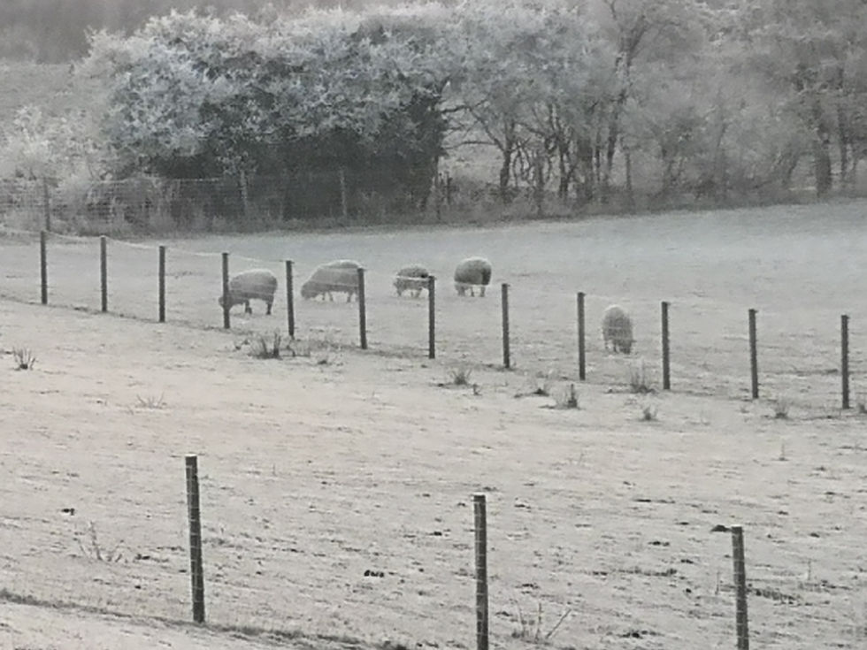 Sheep keeping in winter