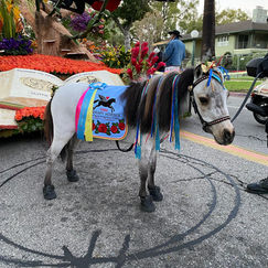 Mini Therapy Horse Willow at the 2022 Rose Parade®.