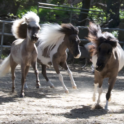 Mini Therapy Horses Willow, Belle and Magic running through an outdoor corral.