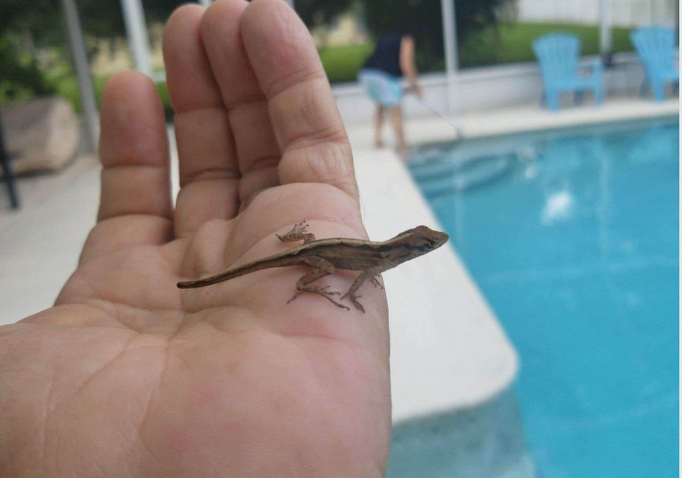 Gecko in palm of hand poolside