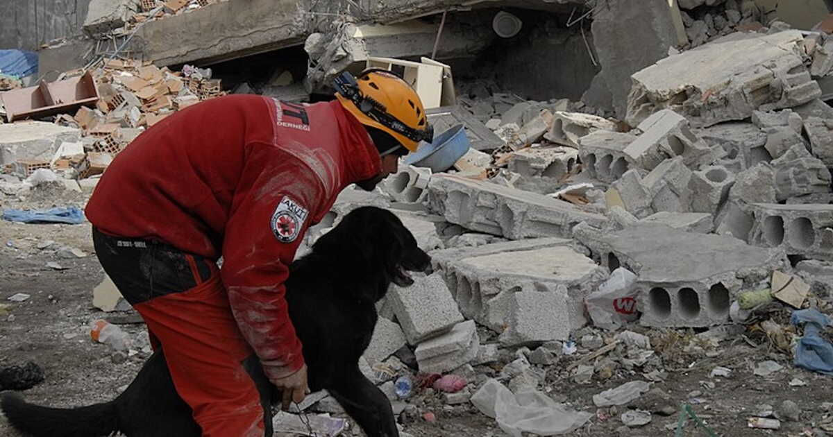 seisme-en-turquie-chaque-minute-represente-une-lutte-pour-la-survie-des-animaux.jpg