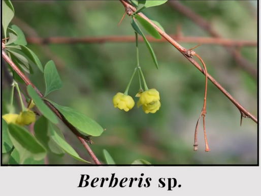 Berberis L. (family Berberidaceae), commonly known as Barberry and locally as Chuthrum in Kinnauri, is a shrub typically found in the Northern Hemisphere
