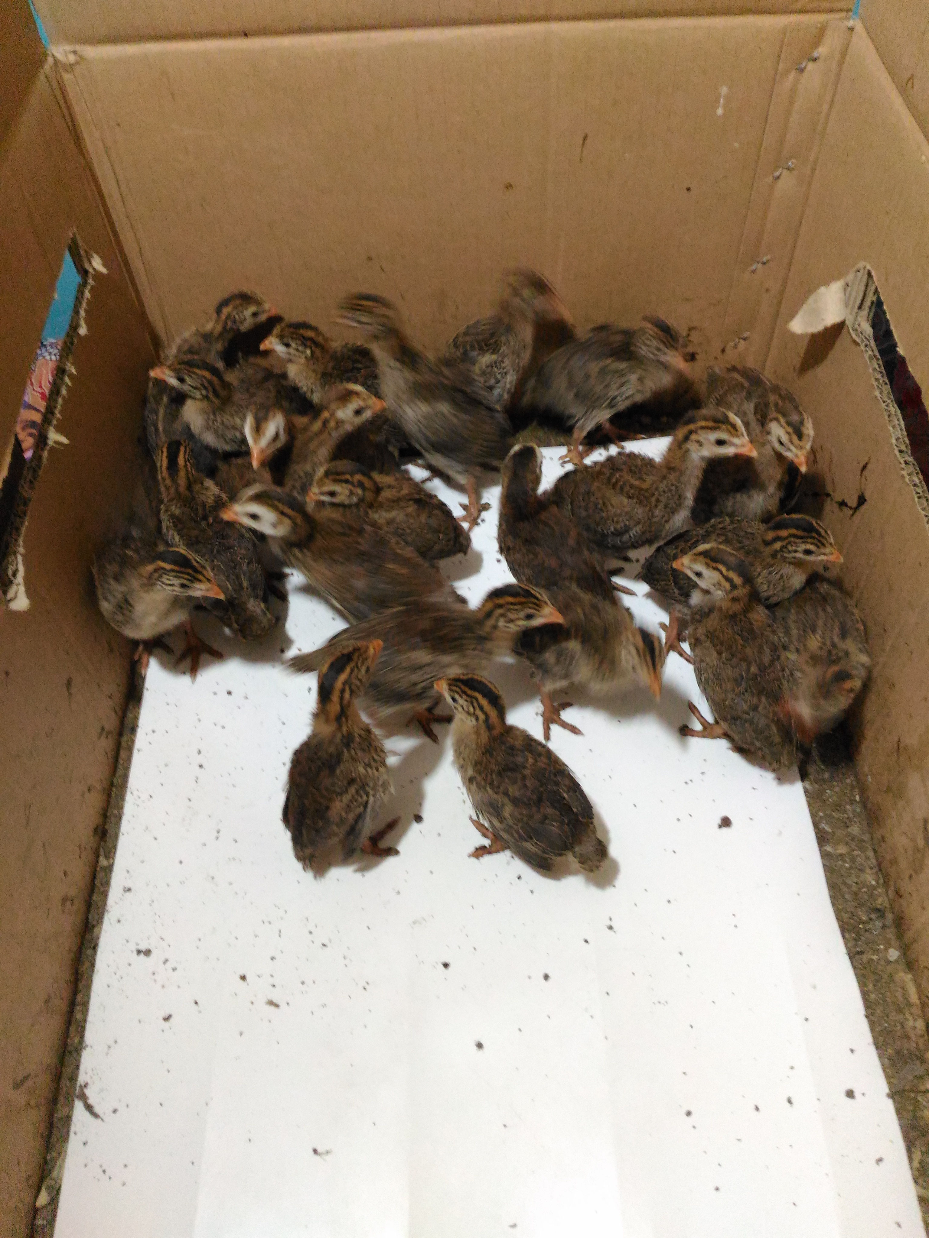 Anak Ayam Mutiara Grey