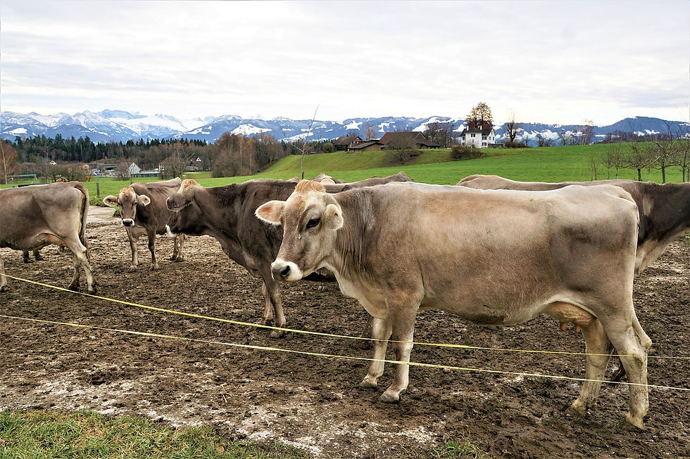 vache produit de montagne agriculture