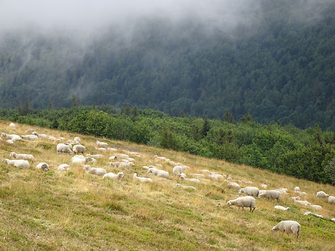 mouton prairie paturages.jpg