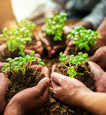 Teamwork and growth with plants in the hands of a group or team of eco people for agricult