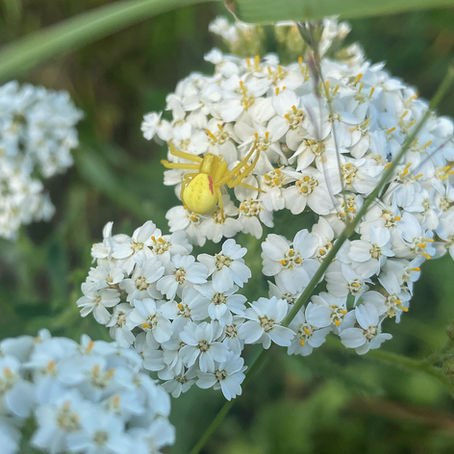 Yellow crab spider on common yarrow