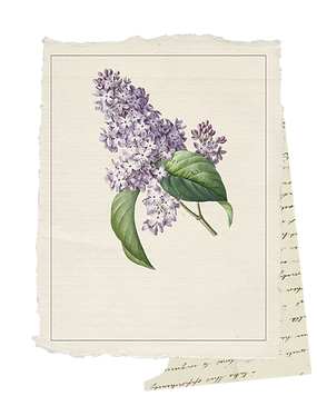 Botanical Illustration of Lilac