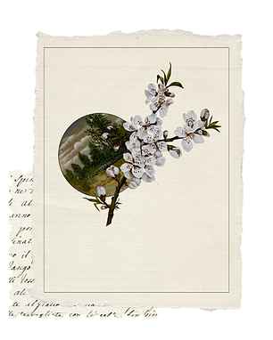 Botanical Illustration