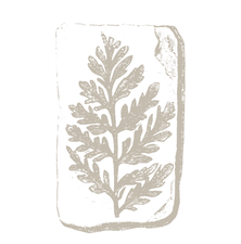 Drawing of a Fern Fossil. Transparent Background
