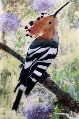 Hoopoe_1 copy_edited.png