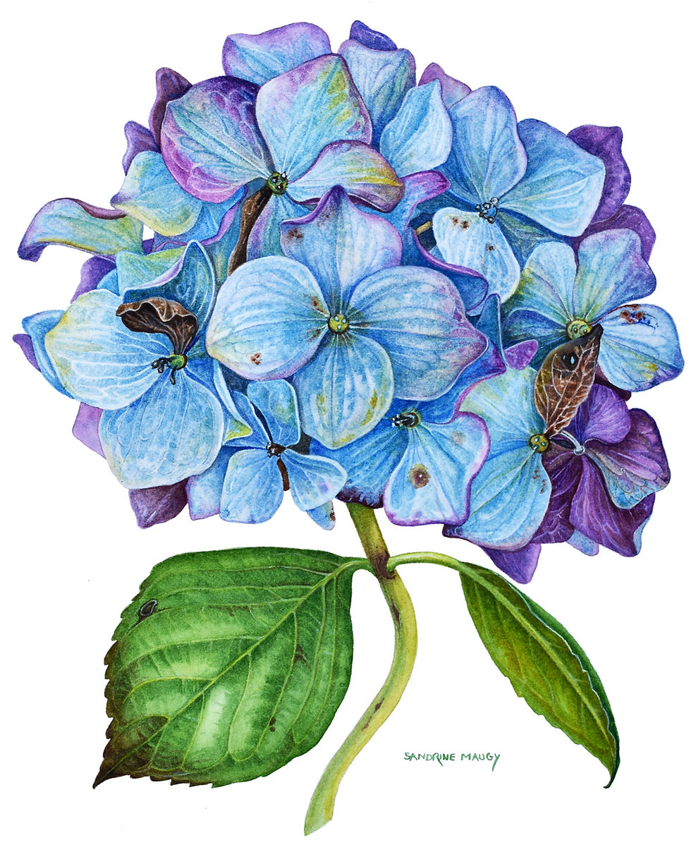 Botanical Art Talks JULIA TRICKEY