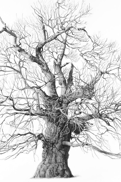 Sussex Sisters - Castanea sativa.jpg