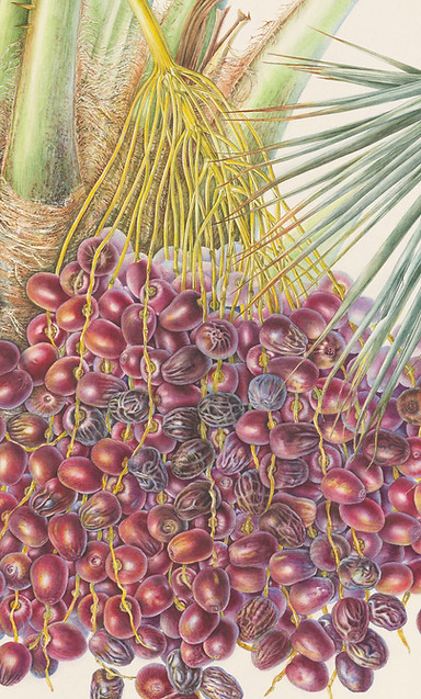 crpped date palm.jpg