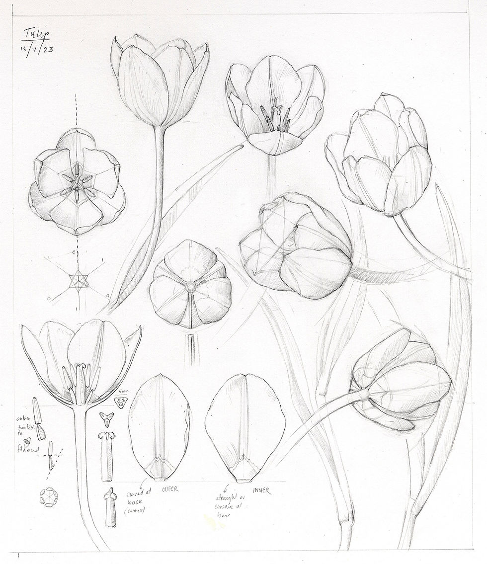 Botanical Art Talks JULIA TRICKEY