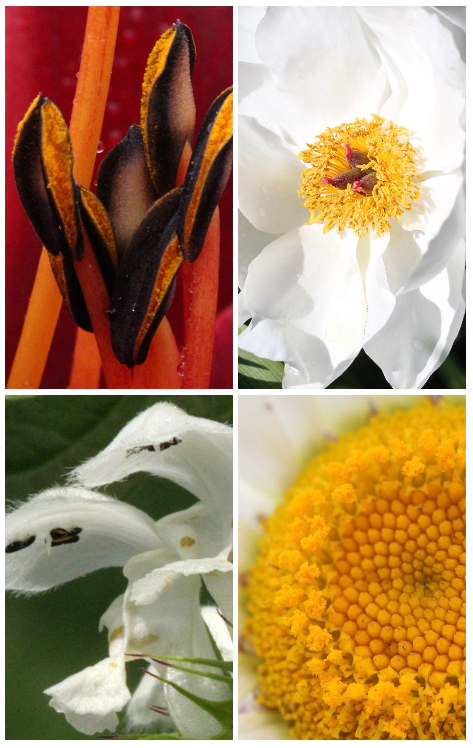 Botanical Art Talks JULIA TRICKEY