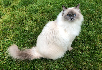 DollyDazzler Ragdoll - Tilly