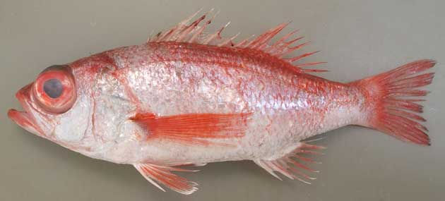 Rare Sushi Ingredients “Nodoguro” (Blackthroat Seaperch)