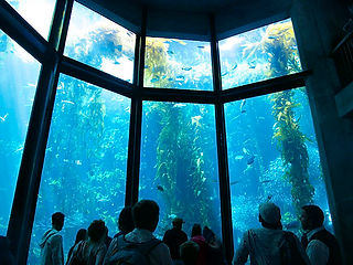 Monterey Bay Aquarium 160106 4
