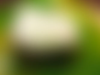 Rare Sushi Ingredients - Have you ever heard of Shio Ebi, The Jewel of Toyama?