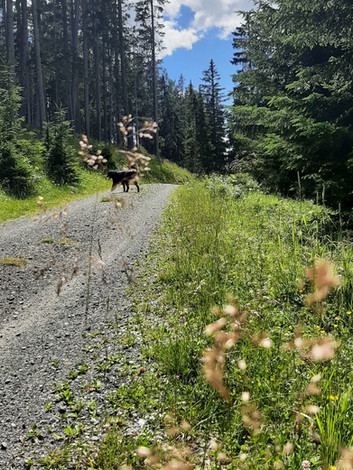 Forstweg im Wald