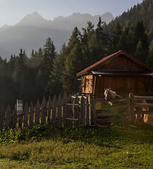 Pferde (c) Tiefhof (4).jpg