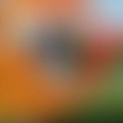 Argentina are coming!