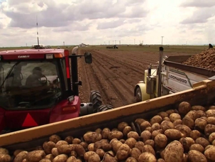 Ngành khoai tây Mỹ đối mặt áp lực từ chi phí và xu hướng tiêu dùng