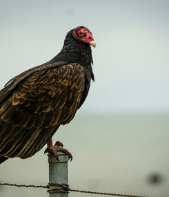 Turkey Vulture in Point Pinole Regional Park, California