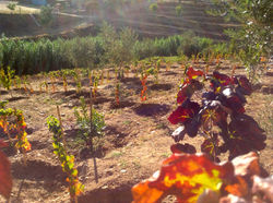 Quinta Malapique - 605.jpg