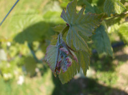 Quinta Malapique - 020.jpg